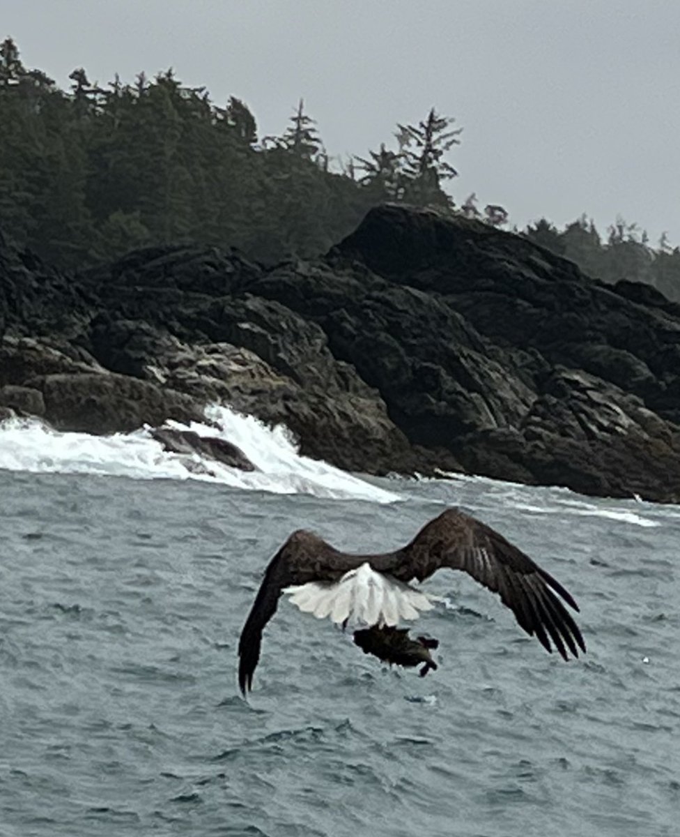 TashaLeeAndCrew's tweet photo. @Paul__Browning_ @natgeowild @Natures_Voice @WildlifeMag Majestic Eagle https://t.co/qpI365ZAcv