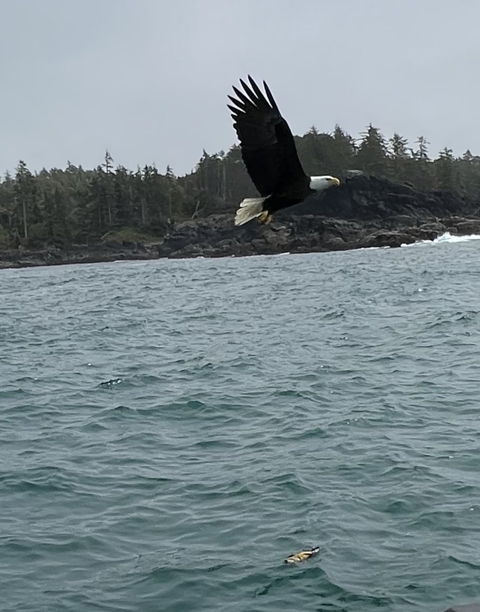 TashaLeeAndCrew's tweet photo. @Paul__Browning_ @natgeowild @Natures_Voice @WildlifeMag Majestic Eagle https://t.co/qpI365ZAcv