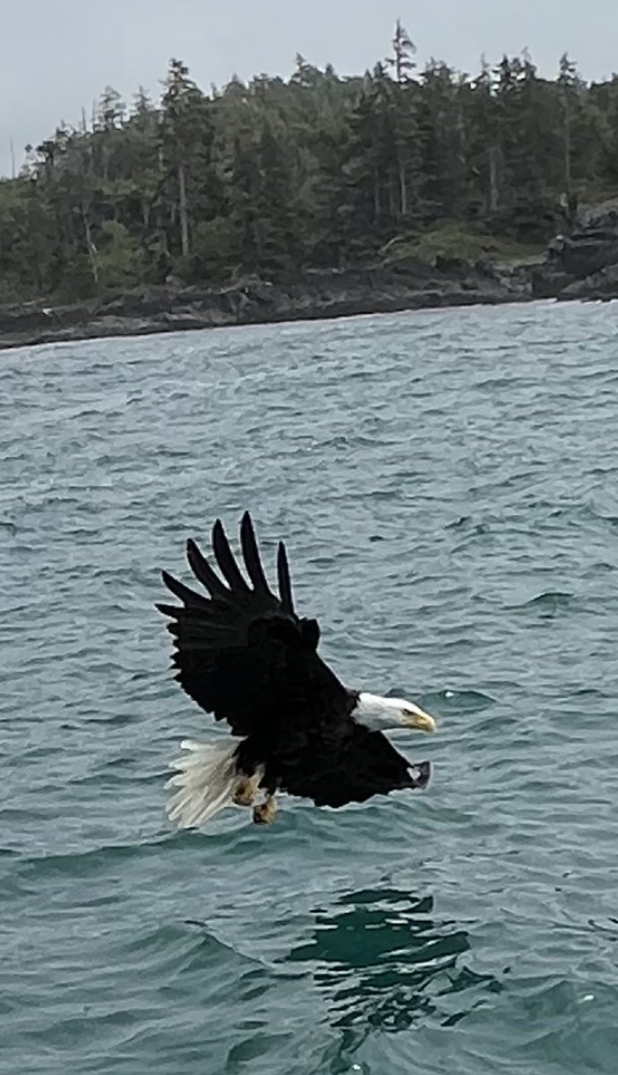 TashaLeeAndCrew's tweet photo. @Paul__Browning_ @natgeowild @Natures_Voice @WildlifeMag Majestic Eagle https://t.co/qpI365ZAcv