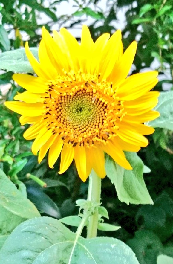E47162381's tweet photo. 😀🏝🎼こんにちはぁ〜!
🌴🌞夏!🌞夏!🌞夏!🥥ぅ〜!
🍍😅💦お熱ぅ〜御座いますぅ〜!
🧉🧋(^_^;)水分補給ぅ〜忘れずにぃ〜!・・・
🚙お久しぶり〜の🏎車屋さんです（リコール）!💕
🎐涼しい〜!♪🪭最高〜!🪭ゆうとぴあ!👼束の間の🎊天国ぅ〜です!🌈🍀🌺良き🌽💦🍺🏖夏の週末をお過ごし下さい!🤗♯お花 https://t.co/rvzAI9XMW7