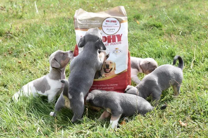 TrophyPetFoods's tweet image. I just had to share this from Tina at Trophy Pet Foods East Kent. She dropped over some @TrophyPet puppy packs &amp;amp; I think the puppies where very happy 🐾❤️🐾 #jackrussell #jackrussellsofinstagram #jackrussellpuppy #puppy #puppies #petfood #britishmade #madeinbritain #homedelivery