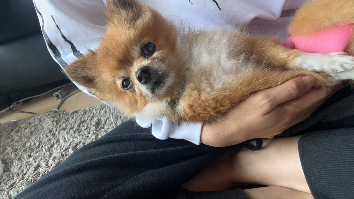 kpcyt17's tweet photo. 認知症が酷くなってきて一日中ギャン泣き暴れる状態なので仕事をついに辞めた！何かあっても治療できるくらいの医療費は充分に貯めたから安心して任せろー💪🏻
#秘密結社老犬倶楽部 https://t.co/vjtr0c6D82