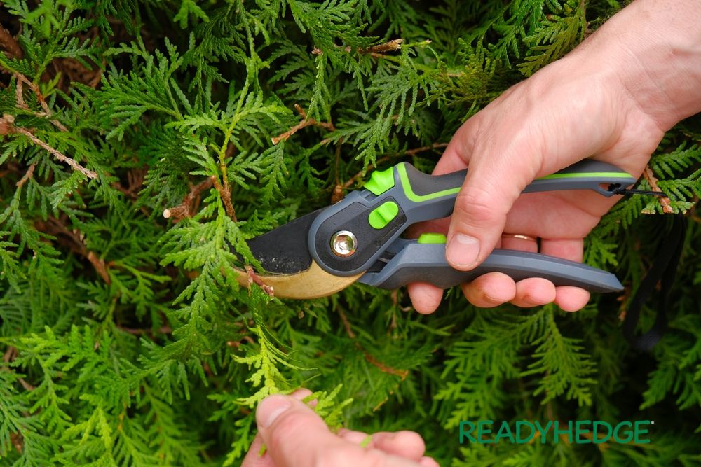 AndrewLuce17's tweet image. Keep your shrubs looking beautiful this summer with our expert pruning tips! Learn how to properly prune your shrubs to promote healthy growth and maintain their shape.
andrewlucemarketin.wixsite.com/andrew-luce-bl…

#SummerGardening #ShrubPruning #gardeningtips