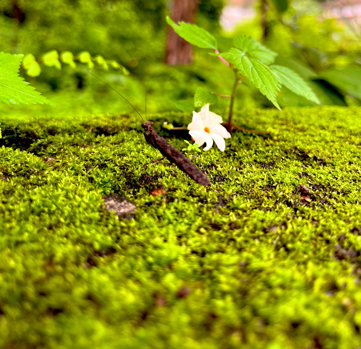 AndeDursu's tweet image. Tweet a random picture on your phone with no explanation..
#Tulunadu #Rain