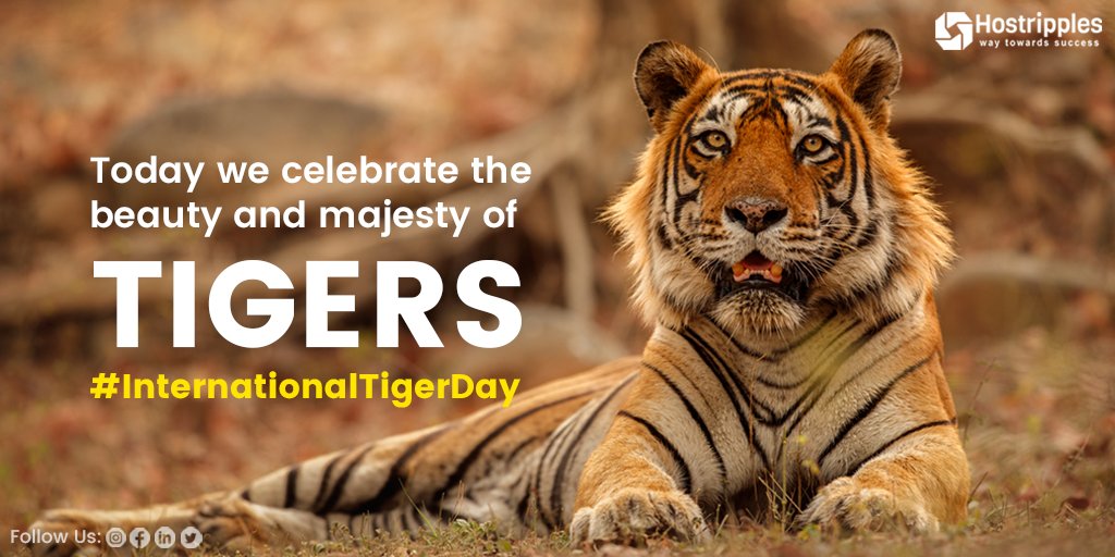 Ekta2803's tweet photo. Did u know that tigers play a vital role in the health and balance of ecosystems?  

By protecting them, we not only save a species, but we also help to preserve entire ecosystems.  

Save the tigers, save the world  

#InternationalTigerDay #TigerDay #SaveTigers #hostripples https://t.co/AOVRrzFGuY