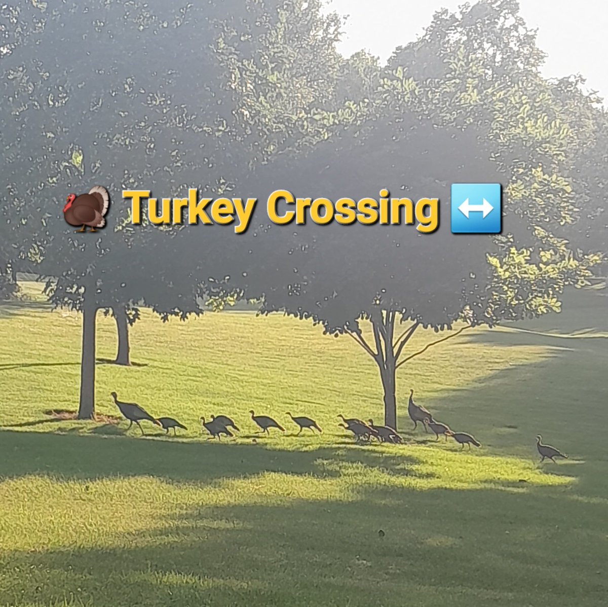 As if conquering Meta FB wasn't enough for 6 months.......we have also been managing the Hoosier Petting Zoo/Funny Farm. My nieces want me to start a tiktok page for all of them 🙄 yes Wild Turkeys 🦃 have taken over the yard now lol