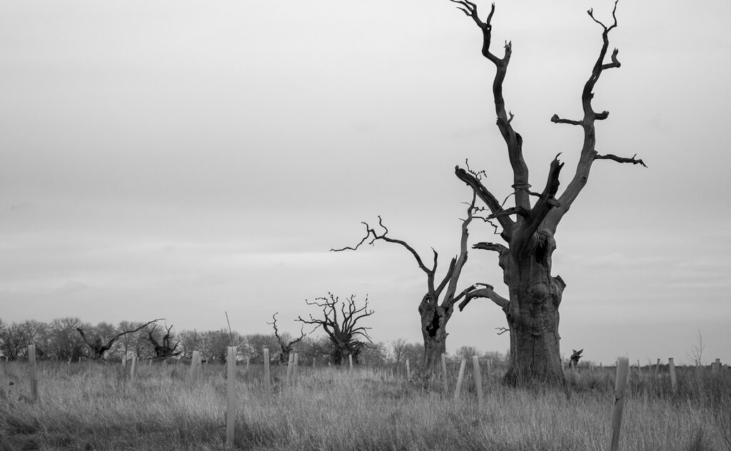 Behind the churchyard of St Mary's, Mundon, at the far end of a field-path and over a thicket of bulrushes and other mist- and marsh-loving plants, is an other-worldly sight ...