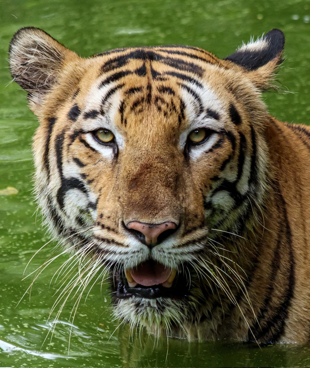 Tareeq Iqbal Mohammed (@tareeqiqbalmohd) on Twitter photo International Tiger Day
I have not visited the forest but I capture it at <a href="/nehruzoopark1/">NZP Hyderabad Zoo</a>
@natgeowild <a href="/NatGeoPhotos/">Nat Geo Photography</a>
<a href="/IndiAves/">IndiAves</a>
<a href="/Lightroom/">Adobe Lightroom</a>
<a href="/NatureattheBest/">Nature at the Best</a>
<a href="/naturelovers/">Nature Lovers</a> <a href="/climactivist/">Climactivist</a>
<a href="/Britnatureguide/">The British Nature Guide</a>
<a href="/ThePhotoHour/">#ThePhotoHour</a>
<a href="/DavidMariposa1/">David</a>
<a href="/a_london_pigeon/">a_london_pigeon</a> <a href="/stormcabbirds/">stormcabbirds</a>
<a href="/Avibase/">Avibase (Denis Lepage)</a> <a href="/KitChitKat/">❄️May Peace Prevail❄️</a> International Tiger Day
I have not visited the forest but I capture it at <a href="/nehruzoopark1/">NZP Hyderabad Zoo</a>
@natgeowild <a href="/NatGeoPhotos/">Nat Geo Photography</a>
<a href="/IndiAves/">IndiAves</a>
<a href="/Lightroom/">Adobe Lightroom</a>
<a href="/NatureattheBest/">Nature at the Best</a>
<a href="/naturelovers/">Nature Lovers</a> <a href="/climactivist/">Climactivist</a>
<a href="/Britnatureguide/">The British Nature Guide</a>
<a href="/ThePhotoHour/">#ThePhotoHour</a>
<a href="/DavidMariposa1/">David</a>
<a href="/a_london_pigeon/">a_london_pigeon</a> <a href="/stormcabbirds/">stormcabbirds</a>
<a href="/Avibase/">Avibase (Denis Lepage)</a> <a href="/KitChitKat/">❄️May Peace Prevail❄️</a>