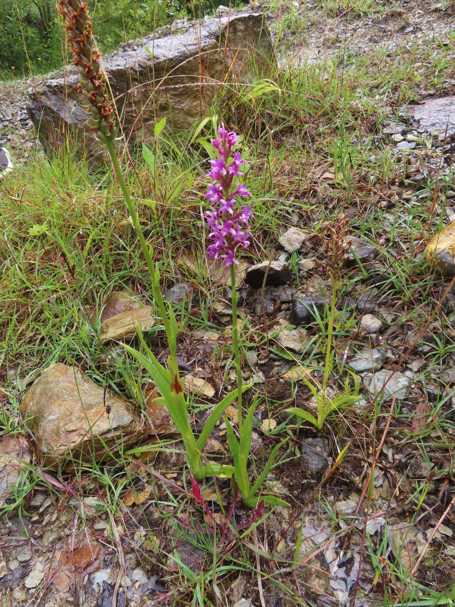 MAKAQueS_keys's tweet photo. Struggling to ID this orchid found at Minera Quarry (VC50) last weekend. I thought it was a hybrid with the abundant Gymnadenia conopsea (s.l.) there, but can't find a good fit. Any suggestions? https://t.co/nlQFevKXzQ