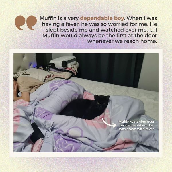 SPCAsg's tweet photo. Muffin was one of the longest-staying cats at SPCA before he found his new loving home. 🏠❤️ https://t.co/vKPsZ4OCpp