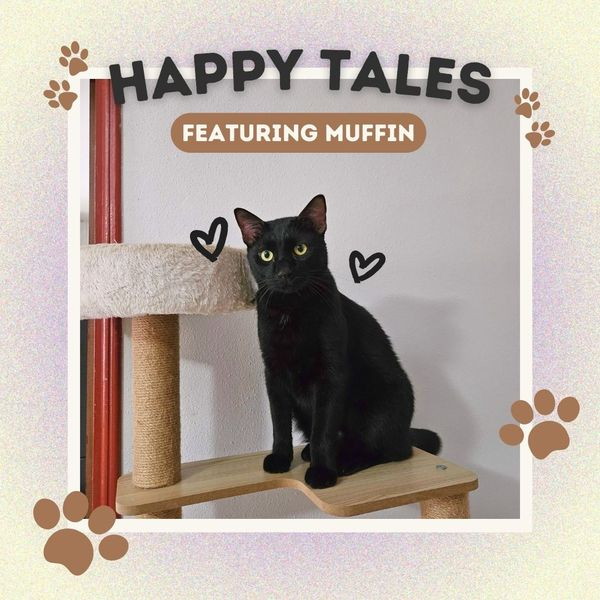 SPCAsg's tweet photo. Muffin was one of the longest-staying cats at SPCA before he found his new loving home. 🏠❤️ https://t.co/vKPsZ4OCpp