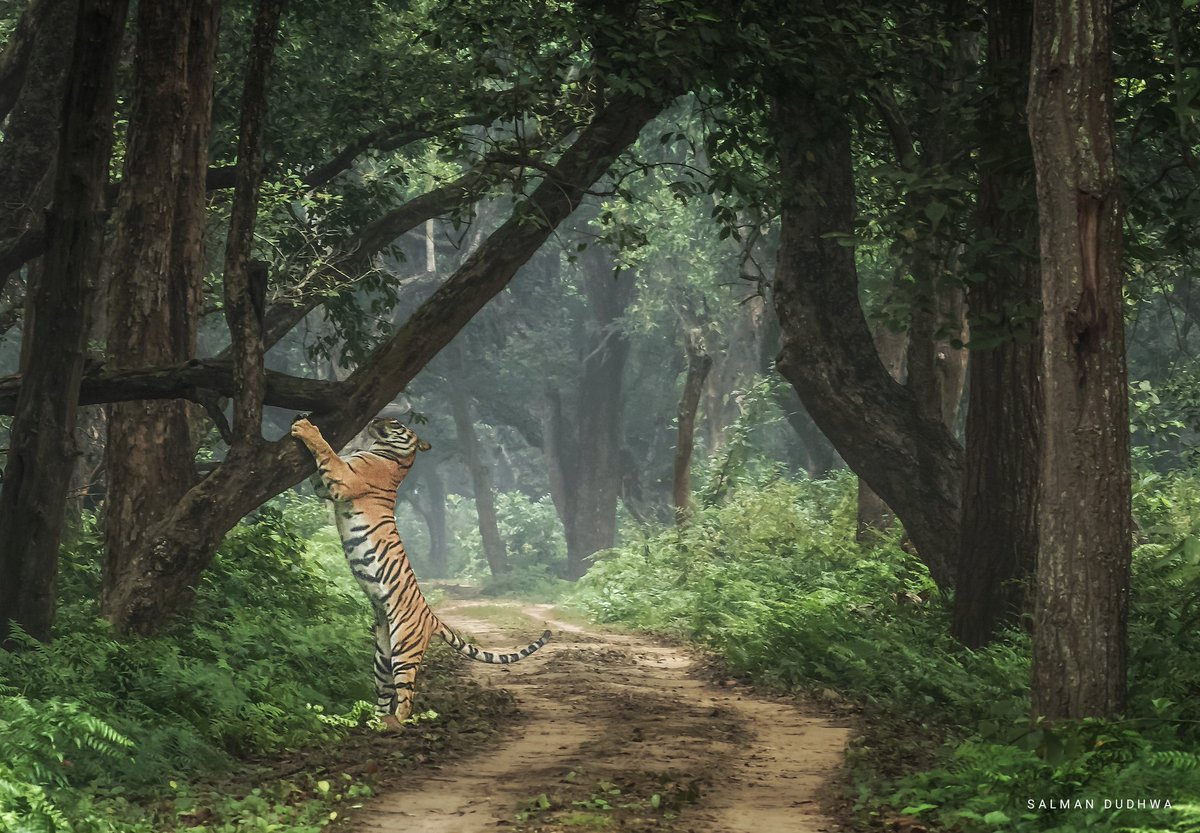 International Tiger Day 2023
Dudhwa Tiger Reserve

Join me on private safaris #SafariwithSalman

#GlobalTigerDay #TigerDay #tiger #Dudhwa #wildlife #wildlifephotography #uptourism