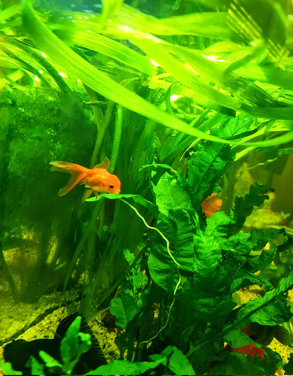 OZZY_GiRL_'s tweet photo. Our chubby Ranchu. The new little orange Oranda from our mates at Withcott Aquarium (formerly Fish R Friends) is so tiny, but he will grow quickly 😀 Already right at home 🏡 🐟 🐠 #Aquarium #goldfish #FishRFriends https://t.co/XIAbrW8w1b