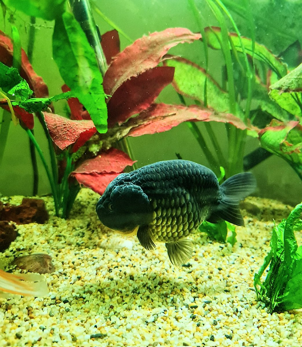 OZZY_GiRL_'s tweet photo. Our chubby Ranchu. The new little orange Oranda from our mates at Withcott Aquarium (formerly Fish R Friends) is so tiny, but he will grow quickly 😀 Already right at home 🏡 🐟 🐠 #Aquarium #goldfish #FishRFriends https://t.co/XIAbrW8w1b