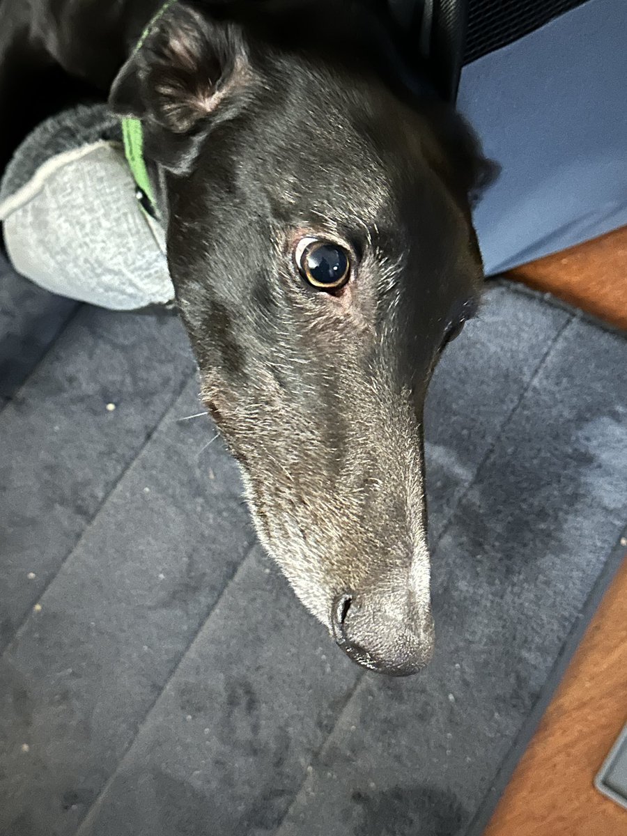 If I look sooky enough will you keep petting me?