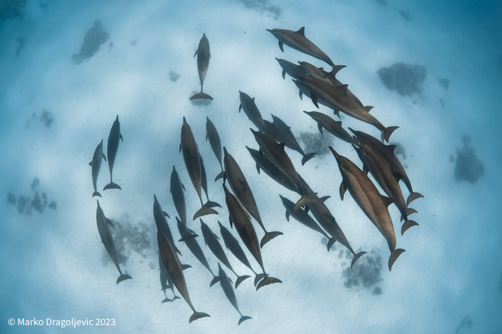 chipi_nbgd's tweet photo. One of the greatest excitements when in water is swimming with #dolphins. Fortunately #sataya reef or dolphin reef is place to be for #dolphin encounters when in the southern red sea. Bigger the pod, more fun. https://t.co/sObXuNh7rE