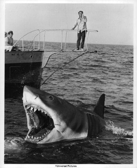 thedailyjaws's tweet photo. "Marco"
"Polo"
#JAWS #BruceWeek #SharkWeek
Discover more: https://t.co/W2nboRwvAV https://t.co/dQdCFrzPbN
