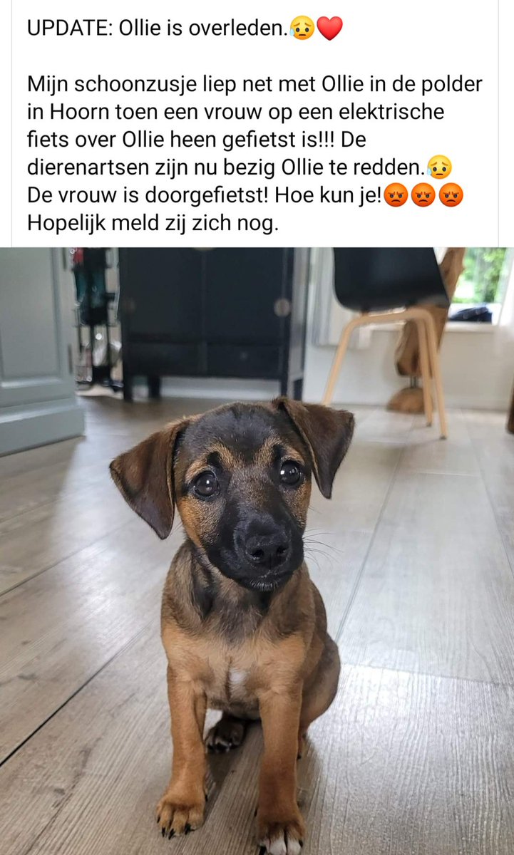 nickenmar's tweet photo. Wie o Wie heeft iets gezien hiervan in de polder van Hoorn vanmorgen! 
De dame in kwestie is doorgefietst en de pup overleden. 
#Terschelling #polder https://t.co/FX0mERvUQj