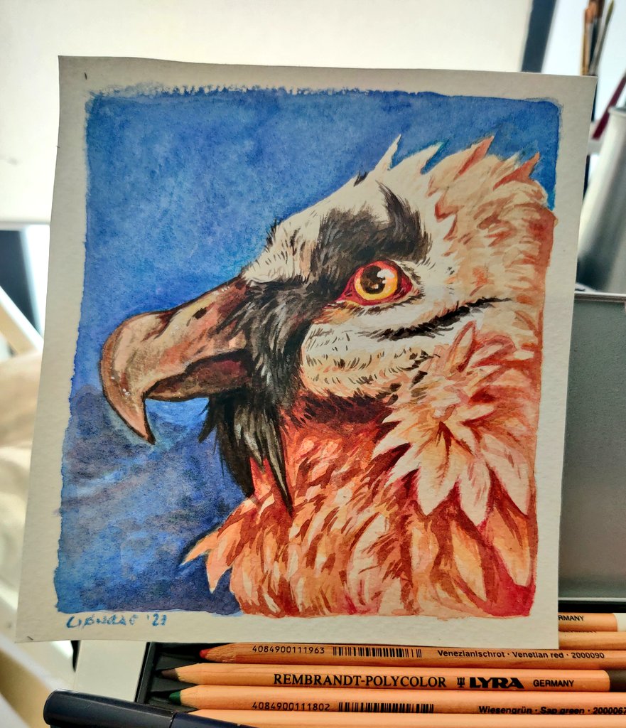 Lionrae! ⚡️ tweet media