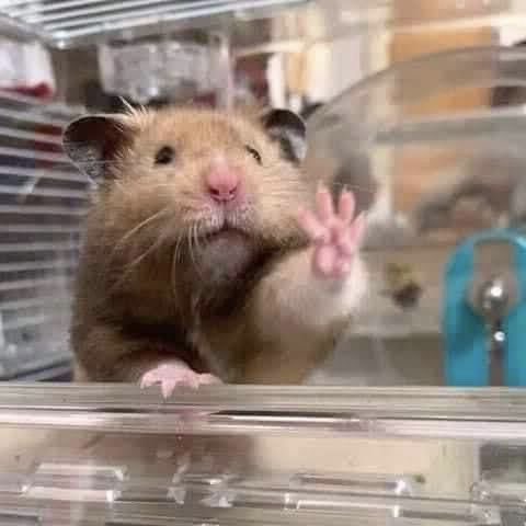 🐹 (@hamstersoyeon) on Twitter photo 
