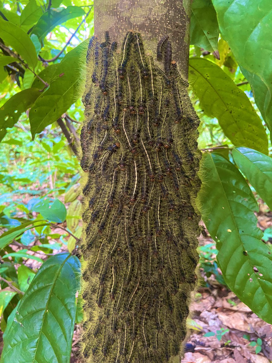 Stumbled upon this sight in the field during the week ! 😍🐛 These beautiful caterpillars were all clustered together on a tree. what do you think they were doing? Any explanations? ….I’m curious
