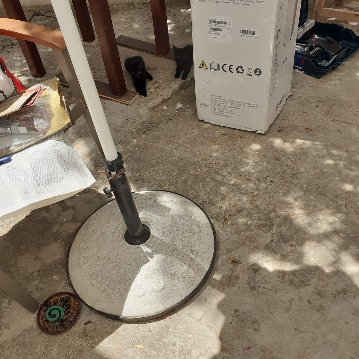 Glaube ich hole mir bald noch 2 Kätzchen 😍