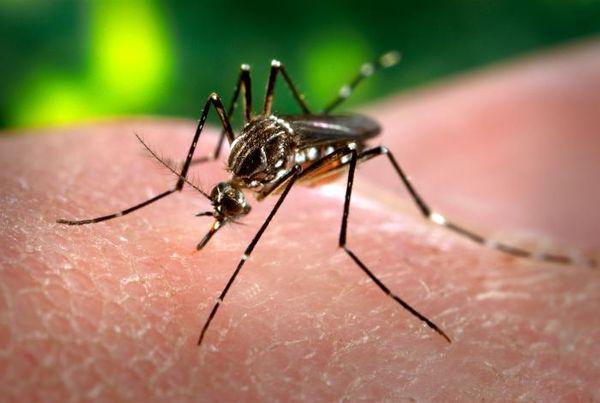 citmacuba's tweet photo. Organización Mundial de la Salud @opsoms alerta que el @CambioClimático lleva al dengue adonde antes no existía y pide a países del continente americano y Europa prepararse ante posibles brotes
@ElbaRosaPM
@SANTANACITMA
@adianez_taboada
@ArmandoRguezB
@citmacuba https://t.co/nSDToHhDEy