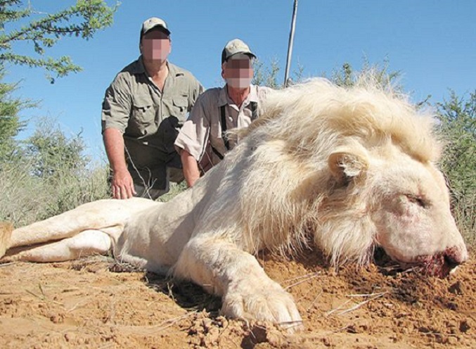 🧵1/3 Please retweet if you think there should be a worldwide ban on trophy hunting. 😡 👉White lions face new extinction threat as trophy hunters offered cut-price deals. 😡 Instead of exposing and mentioning the name of the persons I decided this time to blur the photo. I