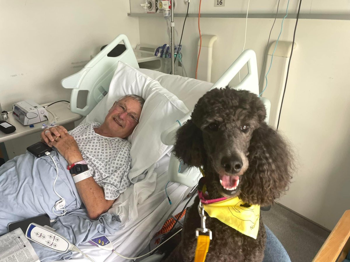 Therapy Dogs tweet media