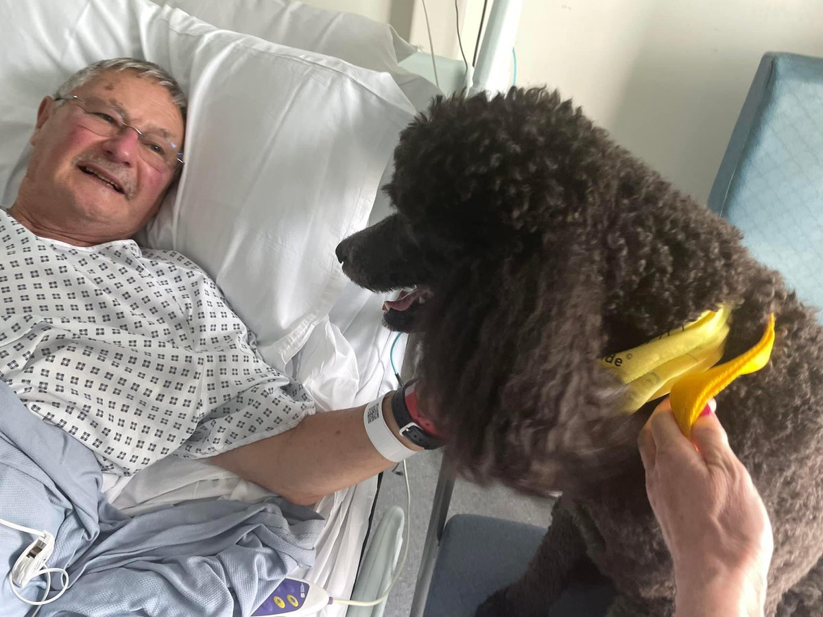 Therapy Dogs tweet media