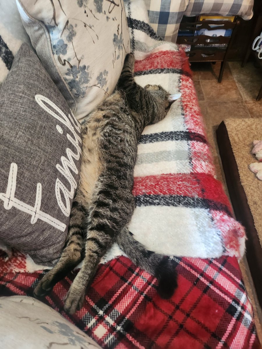 ColetteArnold16's tweet photo. Lost my couch to George again.. https://t.co/bfA74pGq1X