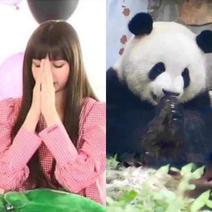 llsNhy's tweet photo. Ko đi đu nên ở nhà vừa trend vừa cầu mưa tạnh đi ạ

#LISA 
#WelcomeLisaToVietnam #LisaKhuấyđộngViệtNam https://t.co/hjJNJsdnRo