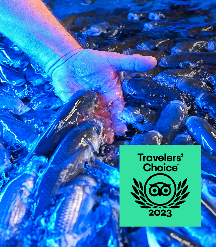 We're delighted to be named as one of the Best of the Best after being awarded a prestigious Tripadvisor 2023 Travelers’ Choice Award for the fourth year running. Thanks to all our visitors who left us a great review. 
#lymeregis #aquarium