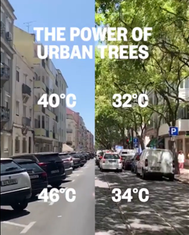 cevbid's tweet photo. Şehirlerde Ağaçlar, Doğal Klimadır.
Caddeleri, sokakları, meydanları ağaçlandıralım
ve soğutmadaki enerji tüketimini azaltalım!

#love #nature #protect #green #güneş #rüzgar #yenilenebilir #climatechange #GlobalWarming #water #flood #drought #iklimdeğişikliği #tree #Forestella https://t.co/J83WvCXMF6
