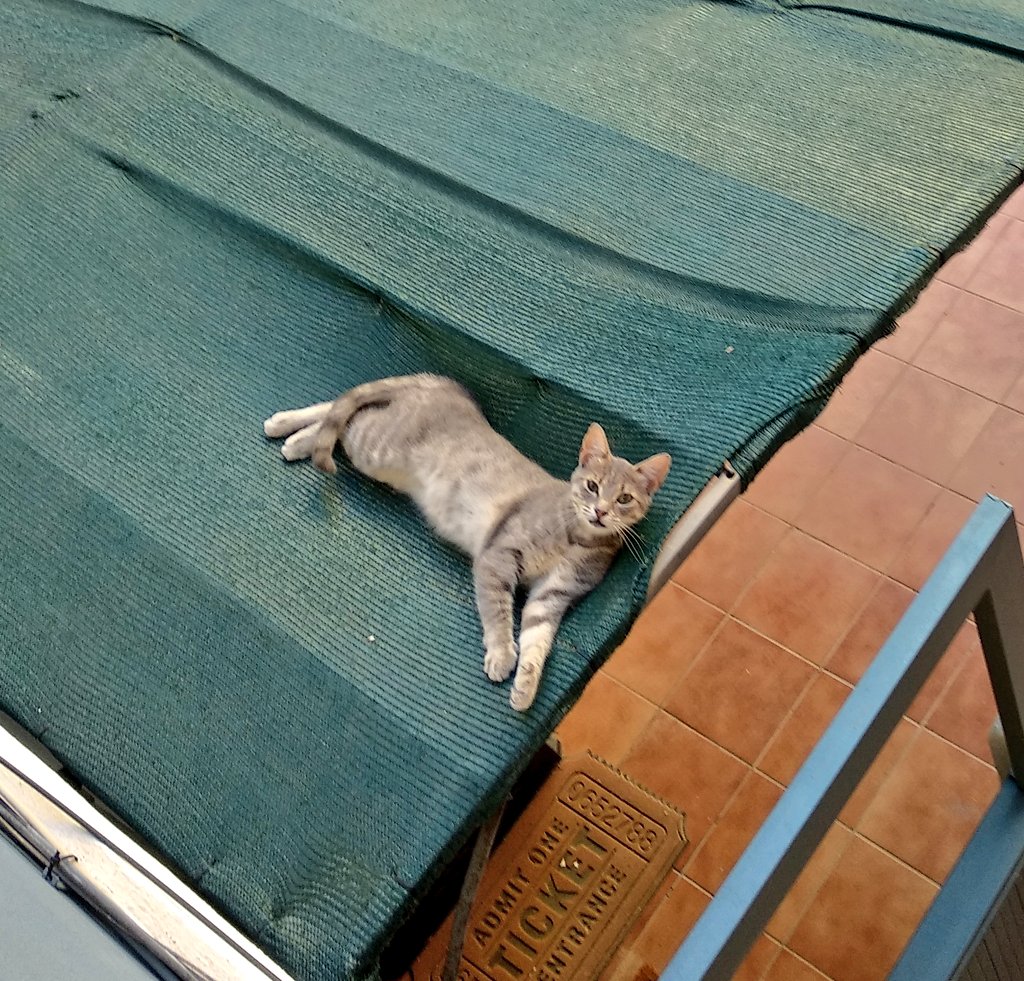 Yseky's tweet photo. Esta pequeña lleva una temporada durmiendo en mi patio, es una gata joven sociable que no tiene hogar.
Para mi es imposible acogerla y en la protectora no tienen ahora mismo hogares de acogida.
Está en Villajoyosa(Alicante), si hay alguien interesado, MD. https://t.co/ZOACQr6sR1