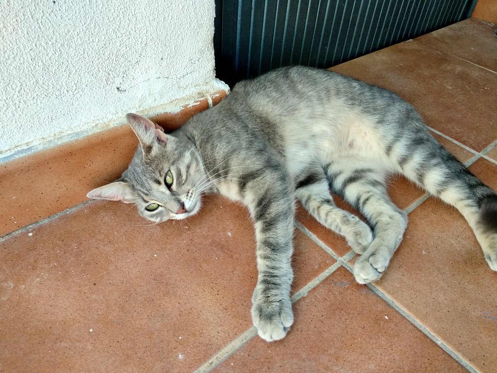 Yseky's tweet photo. Esta pequeña lleva una temporada durmiendo en mi patio, es una gata joven sociable que no tiene hogar.
Para mi es imposible acogerla y en la protectora no tienen ahora mismo hogares de acogida.
Está en Villajoyosa(Alicante), si hay alguien interesado, MD. https://t.co/ZOACQr6sR1