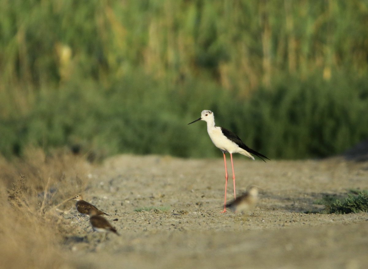 Shoreline 

#blackwingedstilt #plover #shorebirds #birds #birdwatching #sealife #seaside #wildlife #canonphoto