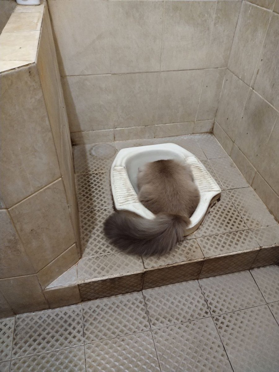 KochengFess v2 tweet media