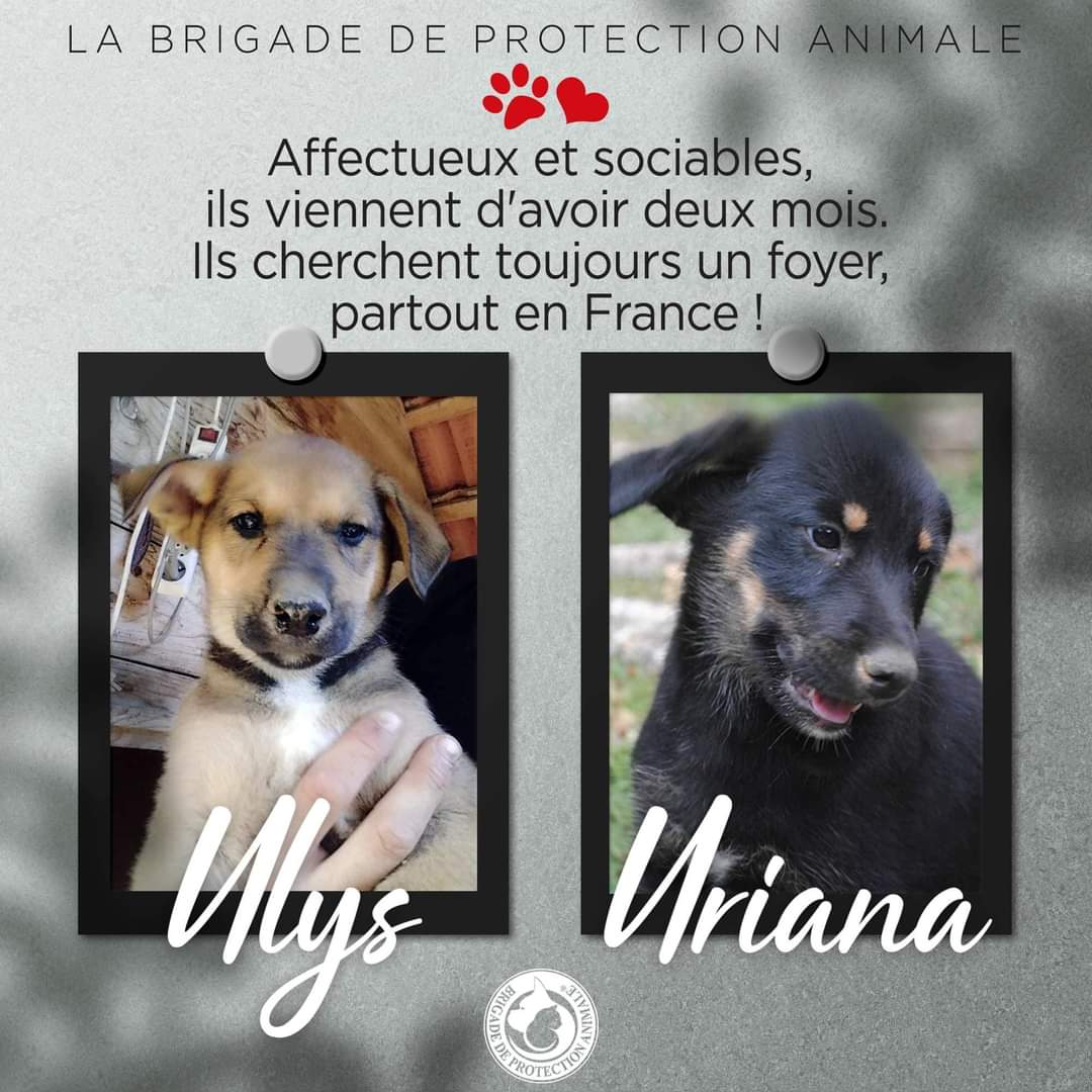 Brigade_BPA's tweet photo. À L’#ADOPTION 🐶
📌 Uriana et Ulys - 2 mois

Ce sont pour l'instant d'adorables peluches, mais ils pousseront bien vite étant issus de deux grandes races : le husky et le beauceron.

Urania et Ulys sont sociables, et veulent bien devenir amis avec chiens et chats. https://t.co/ws9jw3UKTM