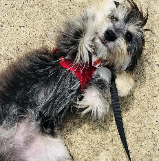 AbbysAnimals1's tweet photo. Odin is in perfect belly rubbing position🐶
#twpdogwalker #washingtontwpnj #petsitting #abbysanimalsitters #twppetsitter #washingtontwp #washingtontwpbestof2022 #BBNaija #BLACKPINK #BarbieTheMovie #ElonMusk https://t.co/c1a8N2IrMA