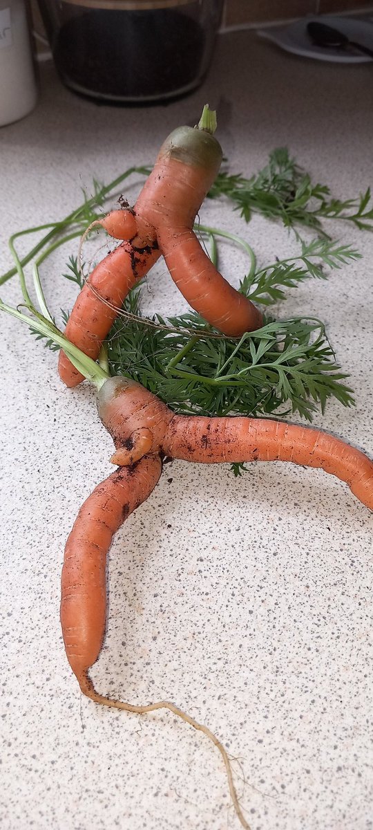 russg's tweet photo. Ooooh err!
#SexyVeg #WonkyVeg
#HungLikeACarrot https://t.co/gpOVyAHsPb