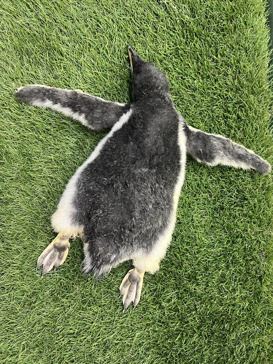 きっと
飛んでるんだろうな💤