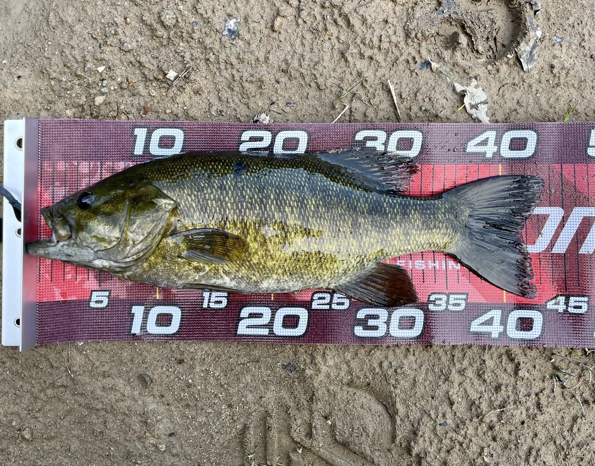 jackgary_'s tweet photo. 6B4F
子バスが多い中で釣れてくれた真っ黒40UP！

#バス釣り
#スモールマウス https://t.co/VuLUncKgbW