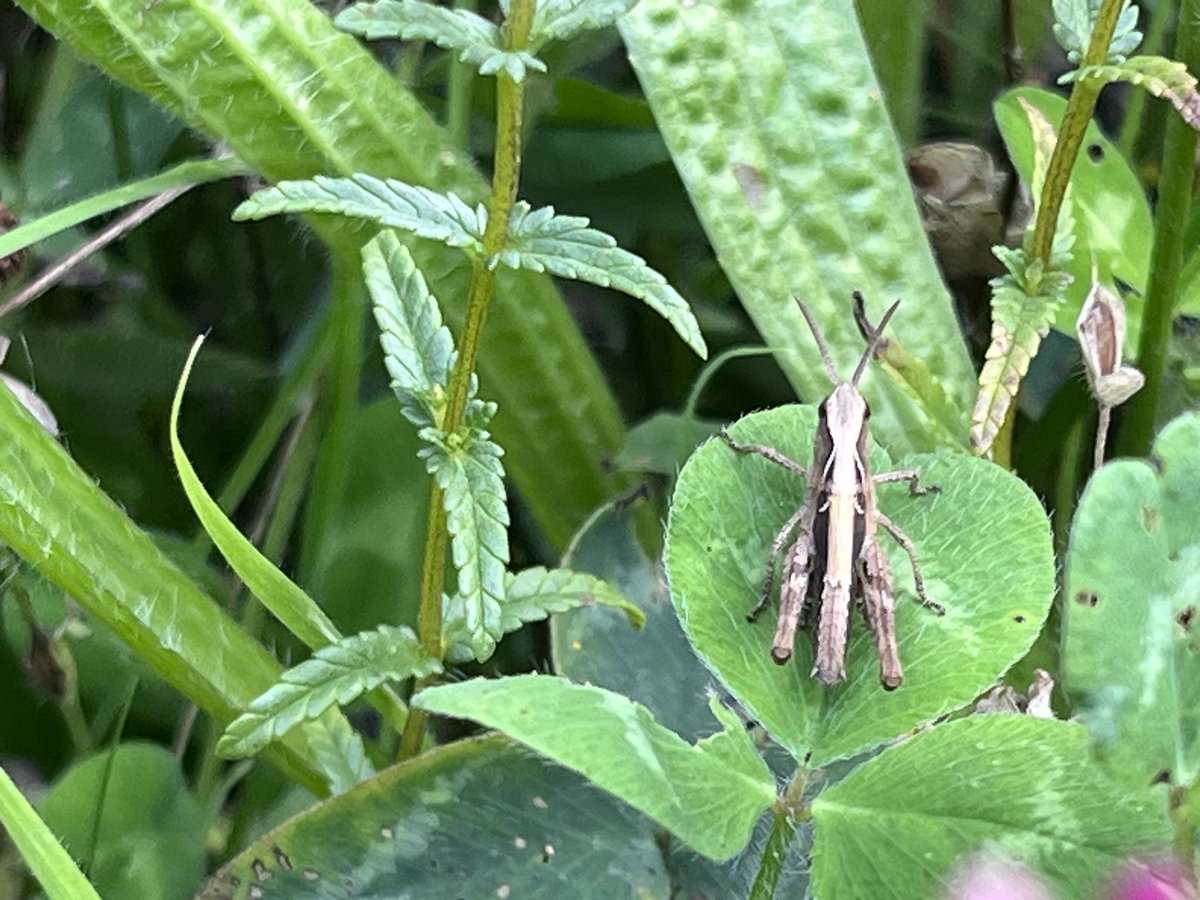 Mightychub's tweet photo. The bonus of #gardeningforwildlife creating #minimeadows #nomowmay #thighhighjuly is the song of Field Grasshoppers. @JayTayJRT heard them I managed to see them whilst collecting Rattle seeds this am @DaNES_Insects @DerbysWildlife @Willowglass12 https://t.co/DHYqa1qnhq