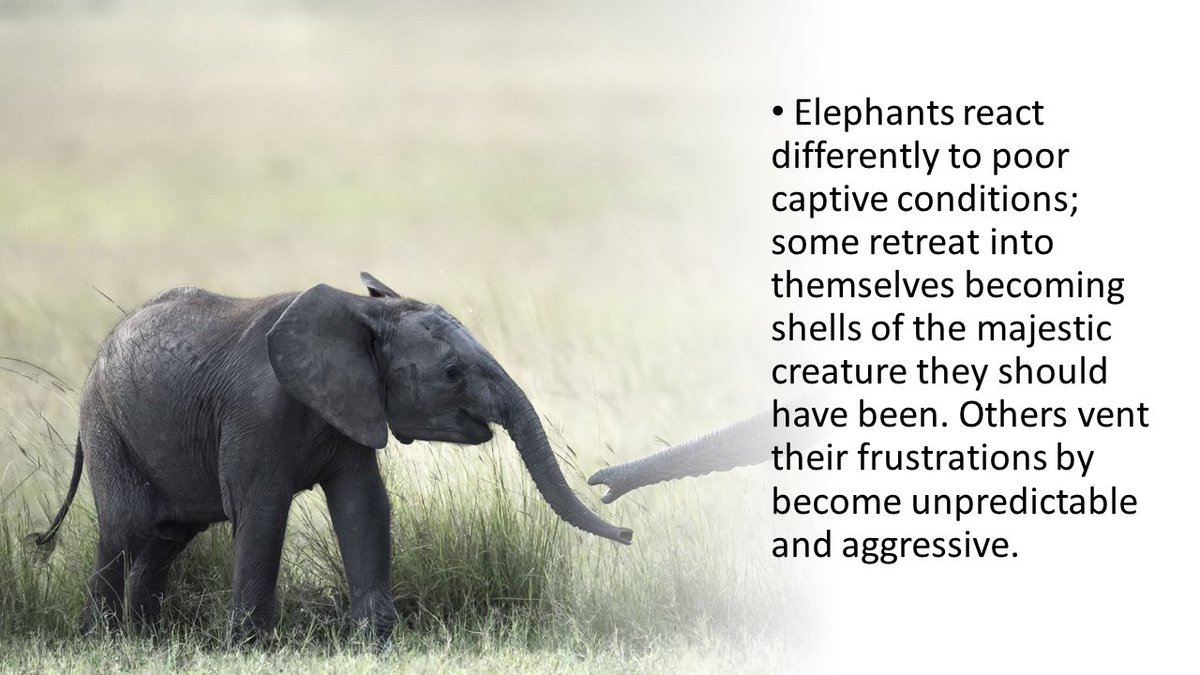 tinker_bell0's tweet photo. Did 🐘Sonia/ Sonu become aggressive or unpredictable? Is that why she was thought to be a ♂️ &amp; why she is left to rot in her cell - 'The Forgotten Elephant' at Karachi Safari Park' @KamranTessoriPk @DrSyedSaif @KmcPakistan #Sanctuary4Karachi3 @CMShehbaz  https://t.co/GJ8igKUdAe