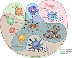 immunooncol's tweet photo. In the elimination phase, the #immune response leads to destruction of tumor cells and therefore to tumor suppression. However, some #tumorcells may gain more mutations, change their characteristics and evade the immune system. https://t.co/5Zq6lvUsbK