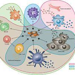 Photo by Journal of Cancer Research and Immuno-Oncology (@immunooncol)