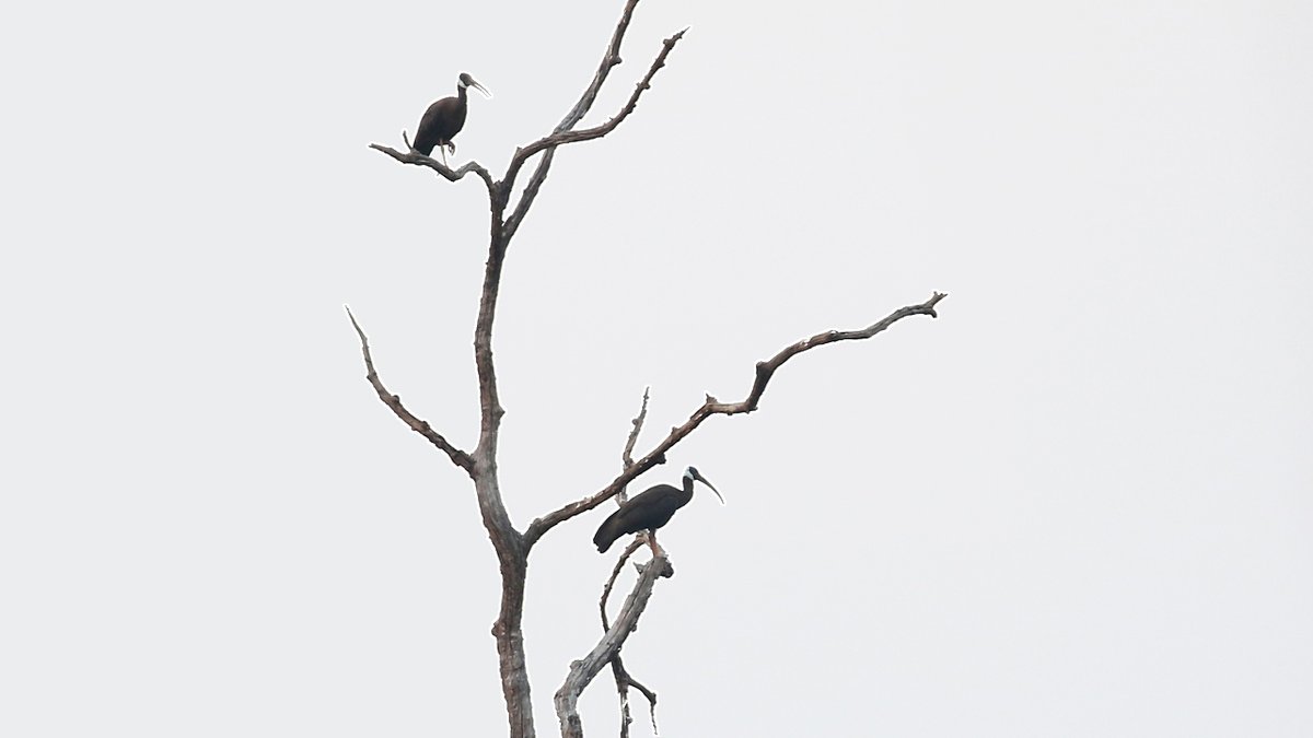 CalidrisBirding's tweet photo. Check out this short video of critically endangered White-shouldered Ibis - https://t.co/KgqKA9ZhTD - from our Cambodia birding tour in March this year #birding #birdwatching #BirdsOfTwitter #birdlovers #NatureBeauty #birdtours #calidris https://t.co/Zocw0CzQCQ