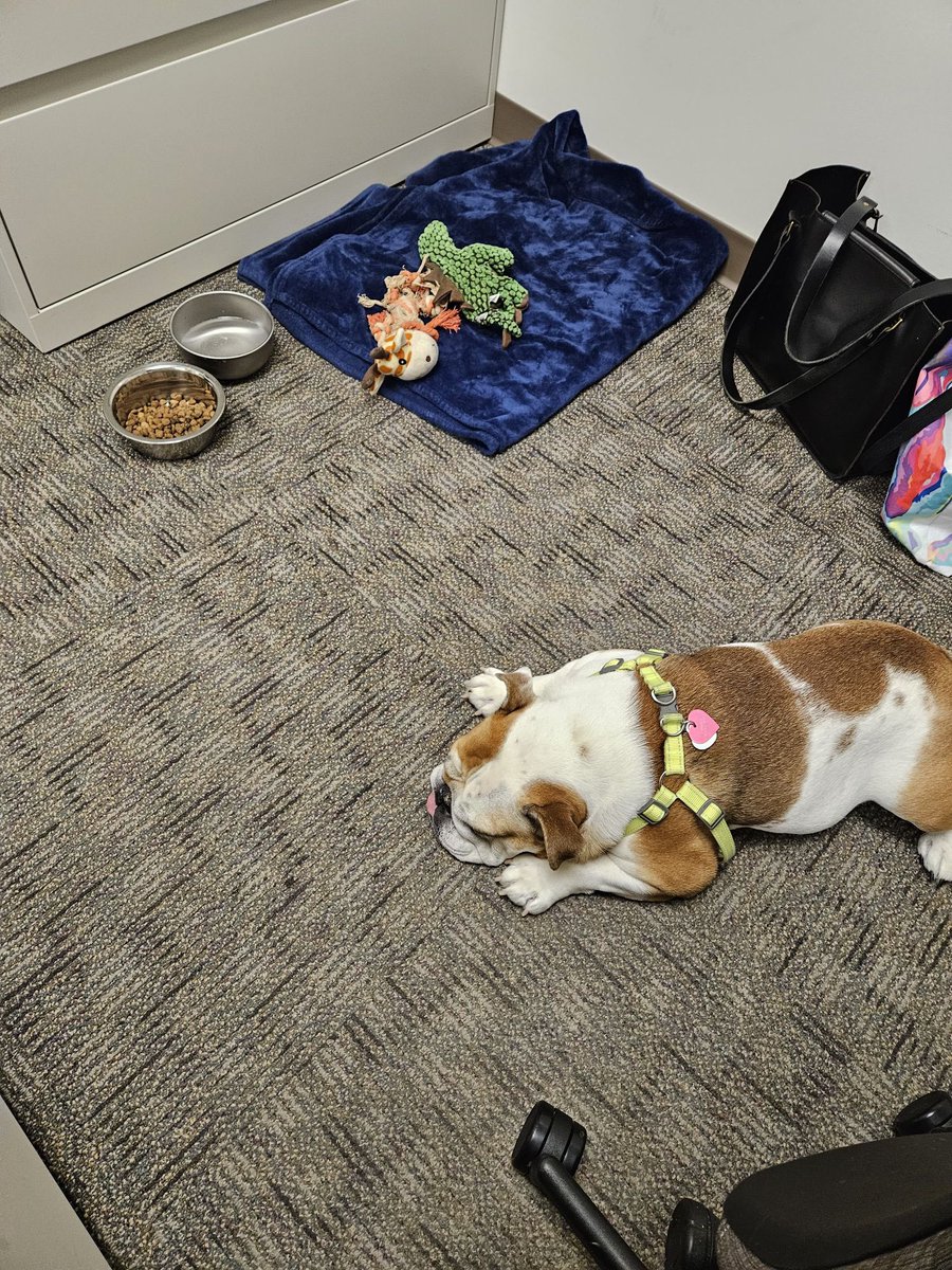 advancedvestib1's tweet photo. Are you ready for Module 1 to begin this morning? I know all of our pets can’t wait for all of the great lectures we have scheduled this weekend! #vestibularPT #AVPT https://t.co/oOCJF4NRuV