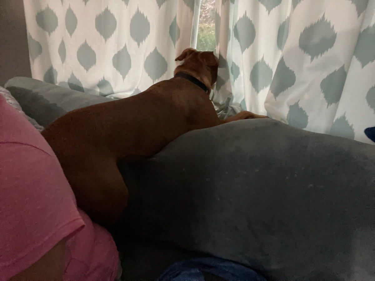 advancedvestib1's tweet photo. Are you ready for Module 1 to begin this morning? I know all of our pets can’t wait for all of the great lectures we have scheduled this weekend! #vestibularPT #AVPT https://t.co/oOCJF4NRuV